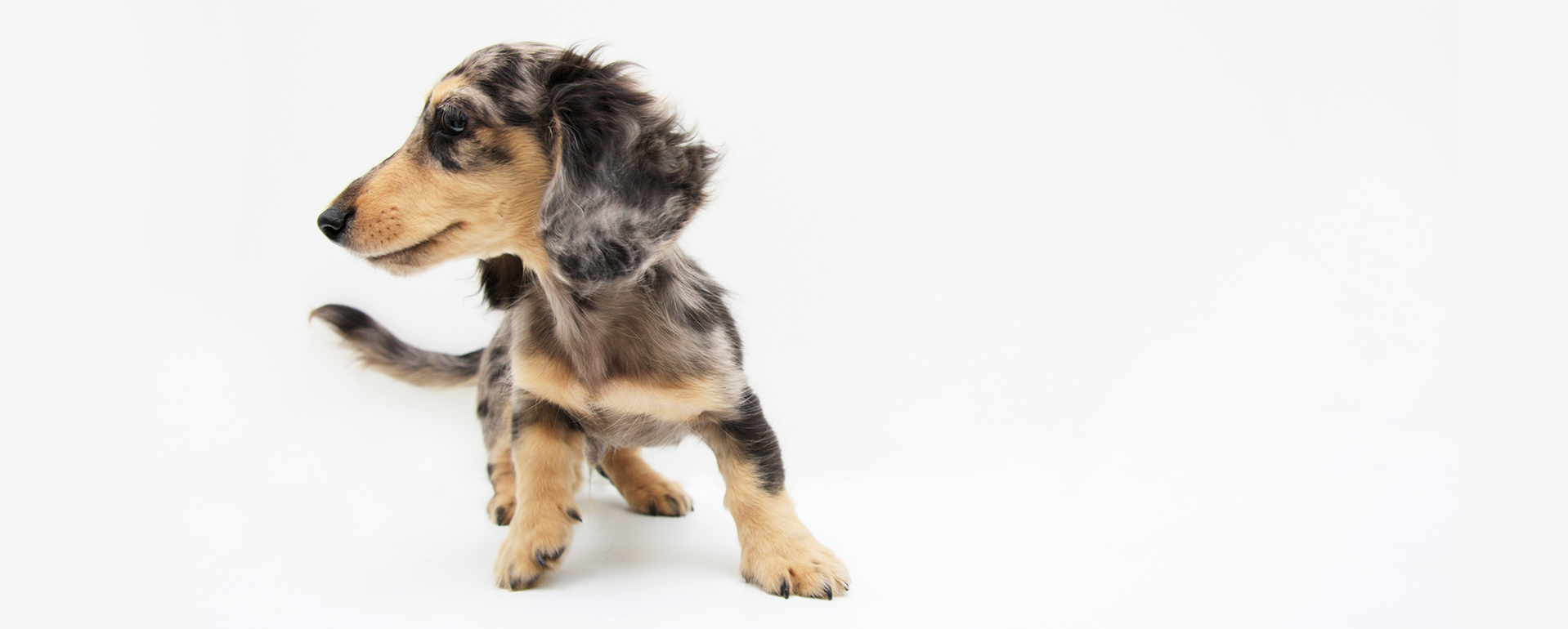 犬の訪問整体 健犬