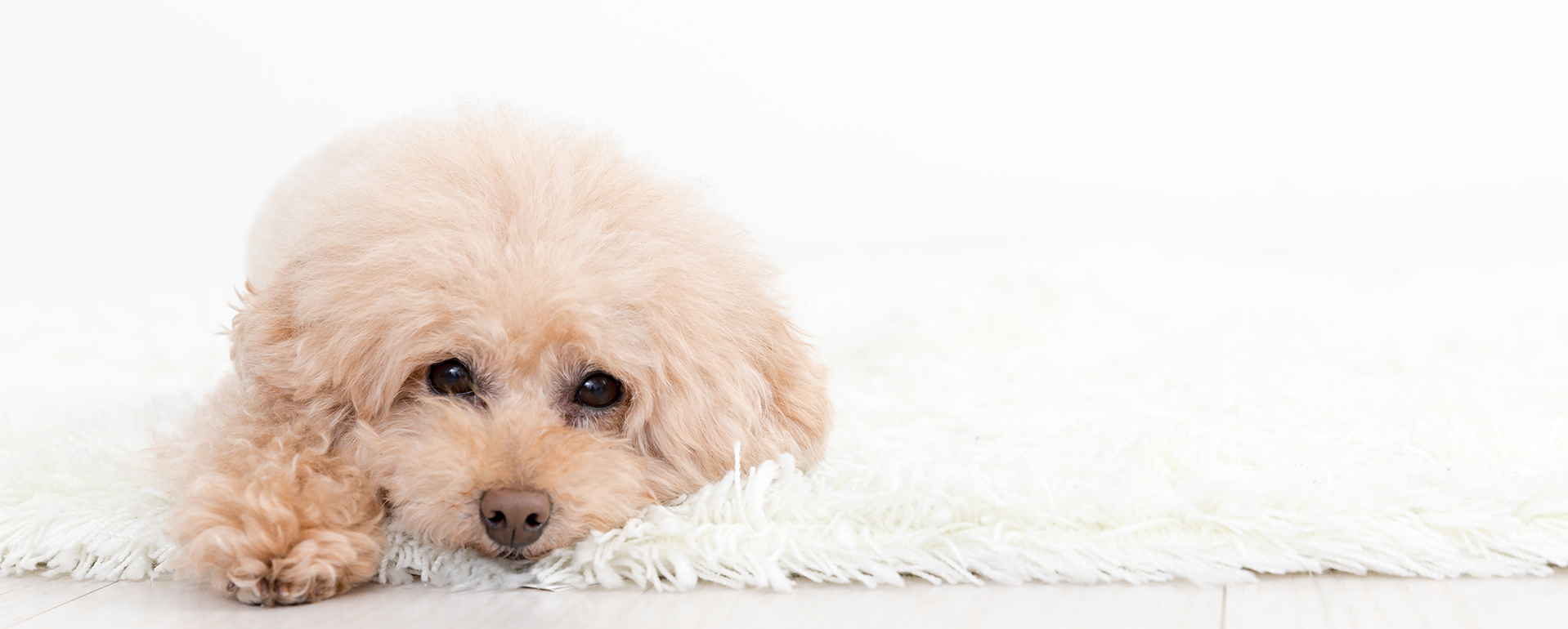 犬の訪問整体 健犬